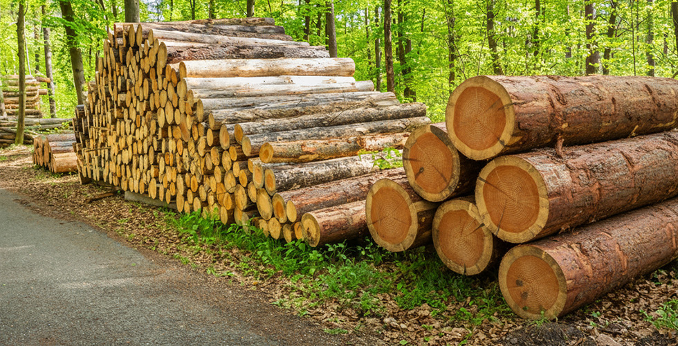 7 Termite-Resistant Hardwood Species for Southern CA