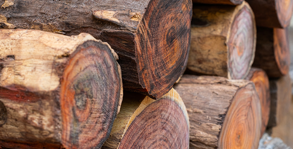 Seven Woods That Keep Termites Away