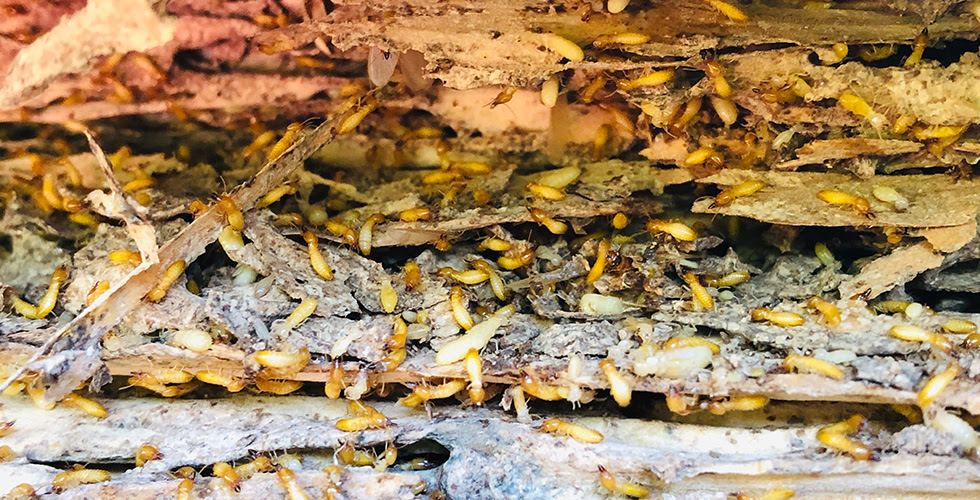 Termites Stay Active All Year Long