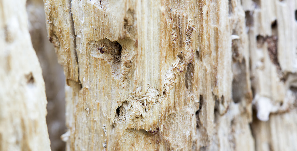 What Termites Do to the Wrong Wood
