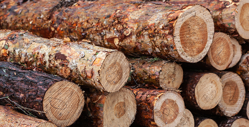 The Best Wood Species for Fire Treatment
