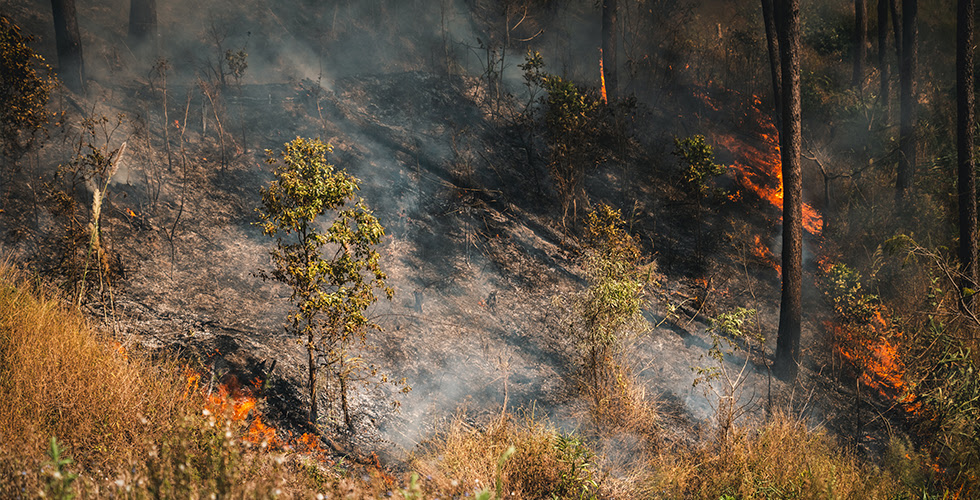 The Real Reason LA Hillsides Burn