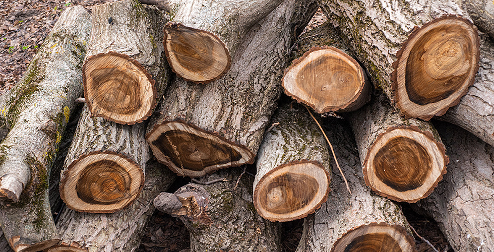 Walnut is the More Sustainable Choice